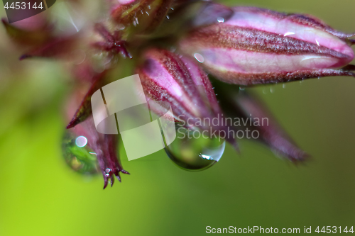 Image of Pink flower closeup