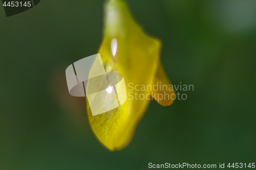 Image of Yellow flower closeup