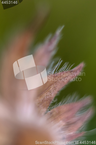 Image of Flower closeup