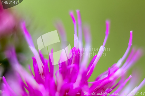 Image of Pink flower closeup