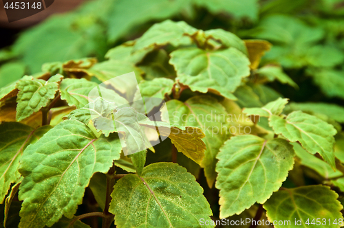 Image of extreme close up of patchouli plant leaves