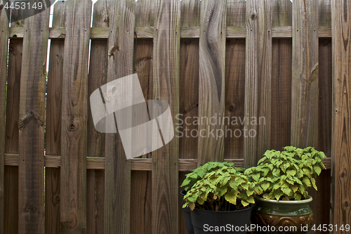 Image of green potted plants against old wooden fence