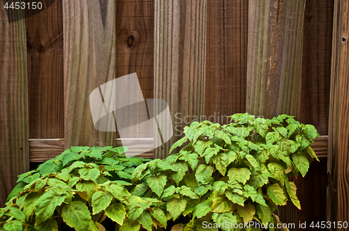 Image of patchouly plants against fence