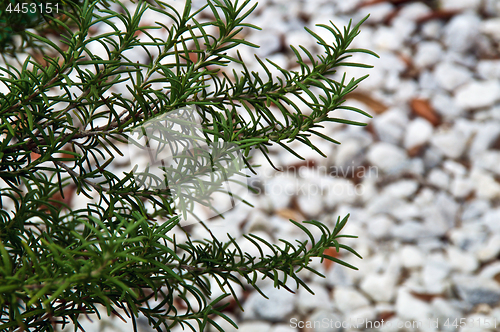 Image of rosemary branches against blurred background