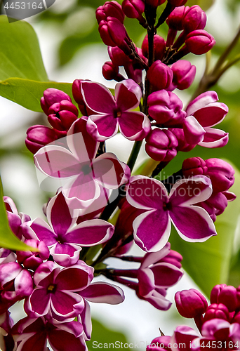 Image of Background of purple lilac blossom.