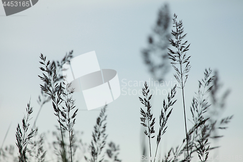 Image of Bents silhouettes on sky background