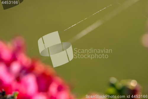 Image of Blurry fragment of dahlia flower