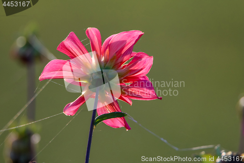 Image of Pink dahlia with spider web