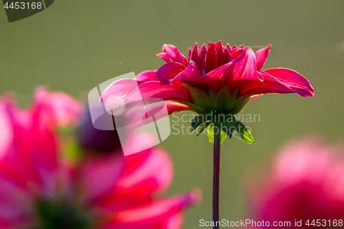 Image of Green background with red dahlia