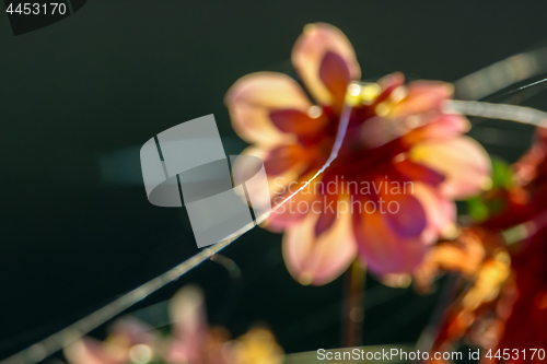 Image of Blurry dahlia un green background.