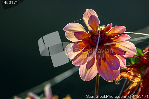 Image of Dahlia and spider web as background.