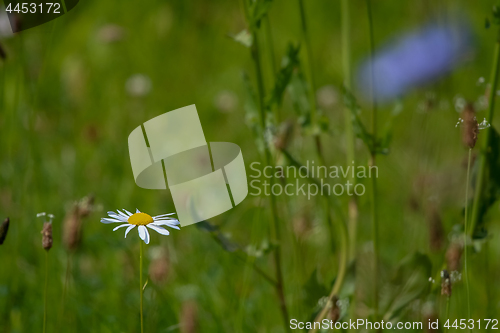 Image of Daisy on meadow as background.