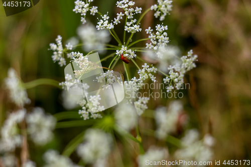 Image of Field flower closeup as background.