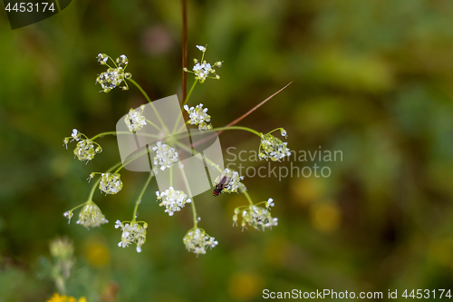 Image of Field flower closeup as background.