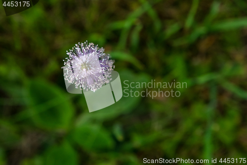 Image of Violet flower in green grass