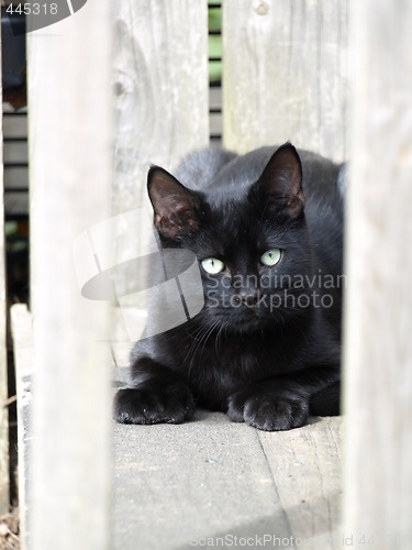 Image of Black Cat on Stairs