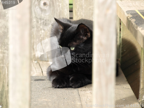 Image of Black Cat on Stoop