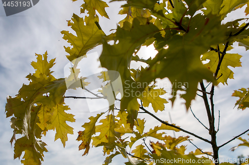 Image of Maple tree leaves in Latvia.