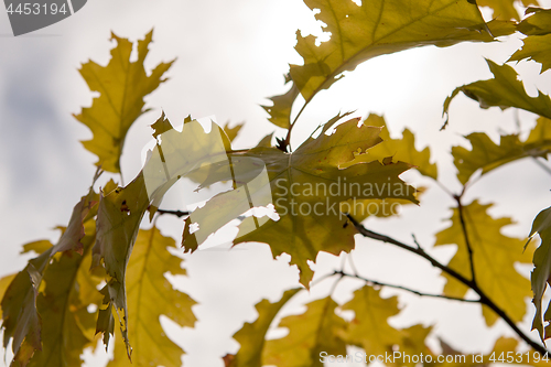 Image of Maple tree leaves in Latvia.