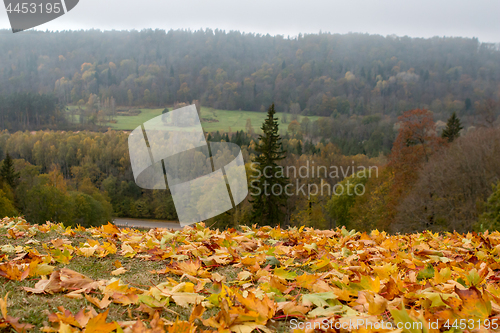 Image of Maple tree leaves in Latvia.