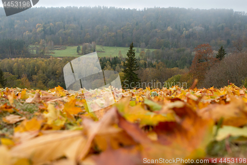 Image of Maple tree leaves in Latvia.