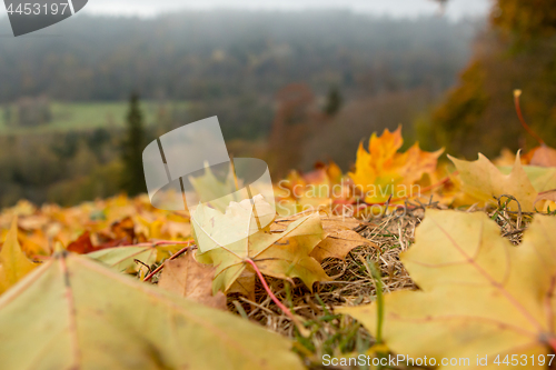 Image of Maple tree leaves in Latvia.