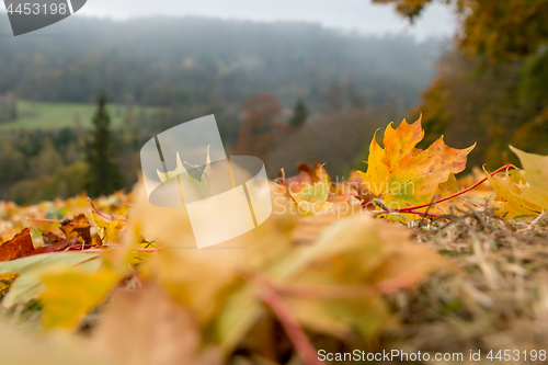 Image of Maple tree leaves in Latvia.