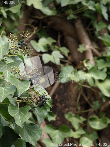 Image of Ivy Blooms