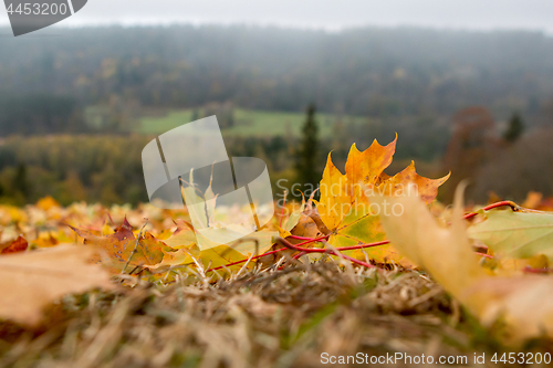 Image of Maple tree leaves in Latvia.