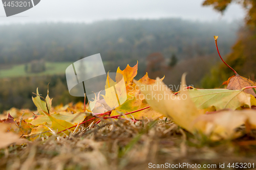 Image of Maple tree leaves in Latvia.