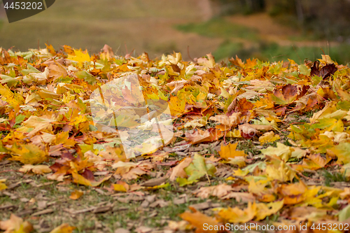 Image of Maple tree leaves in Latvia.