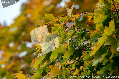 Image of Maple tree leaves in Latvia.