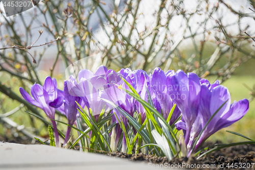 Image of Purple crocus flowers in a garden flowerbed