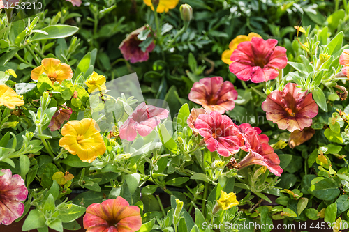Image of Beautiful flowers in a garden at summertime