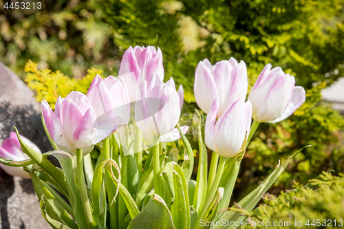 Image of Pink tulips in a green garden in April