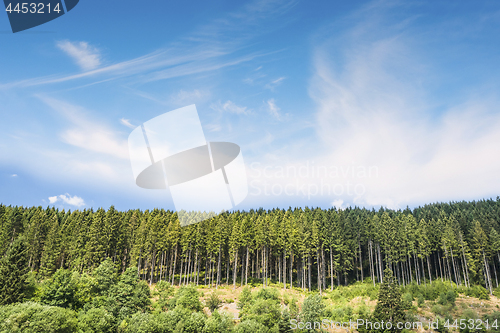 Image of Pine tree forest under a blue sky