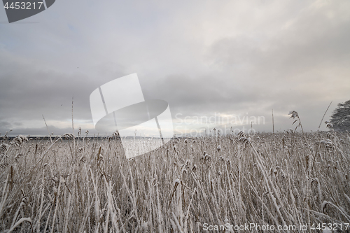 Image of Rushes with frosty leaves close to a lake