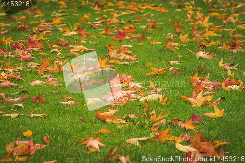 Image of Autumn maple leaves in golden colors