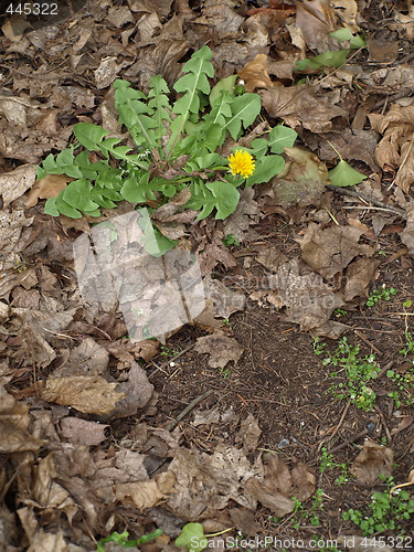 Image of Dandelion Sprout