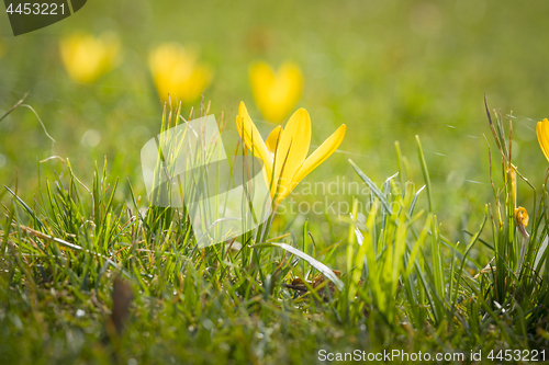 Image of Yellow crocus flower blooming in the mornig sun