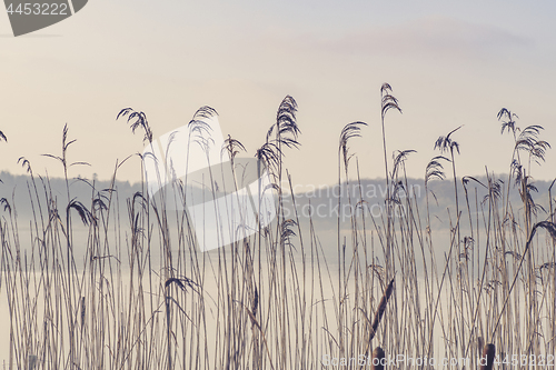 Image of Rushes by a misty lake in the morning sun