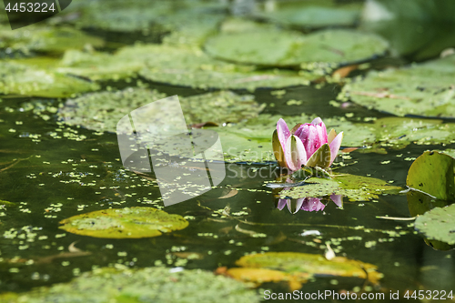 Image of Pink water lily in a pond with algae