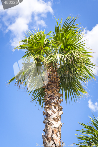 Image of Palm tree in the tropics