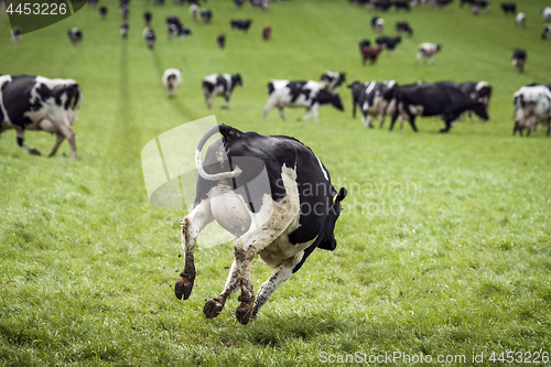 Image of Happy cow jumping down a green field