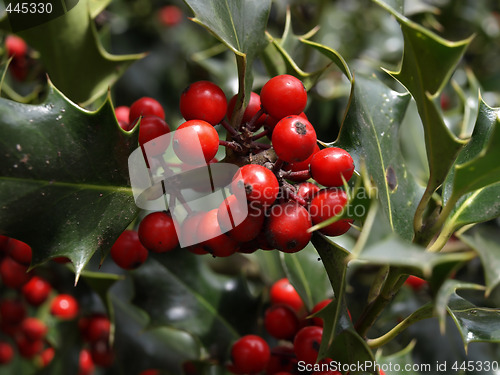 Image of Holly Berries