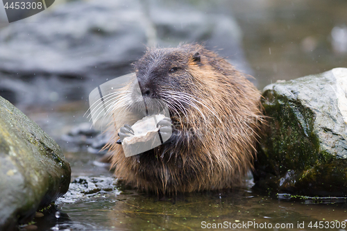 Image of Coypu is eating