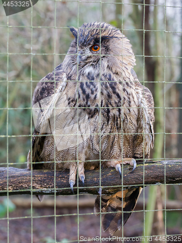 Image of Portrait of a large eurasian eagle-owl