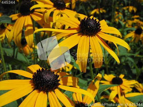 Image of Close-up of yellow flowers