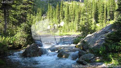 Image of Water flowing through forest