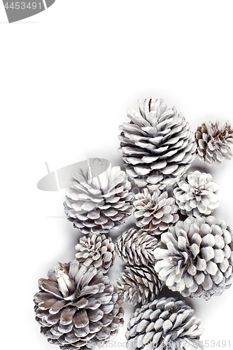 Image of White decorative pine cones.